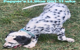 Dalmatian dogs for sale: Peppers Lt. Blue Girl - Image 6