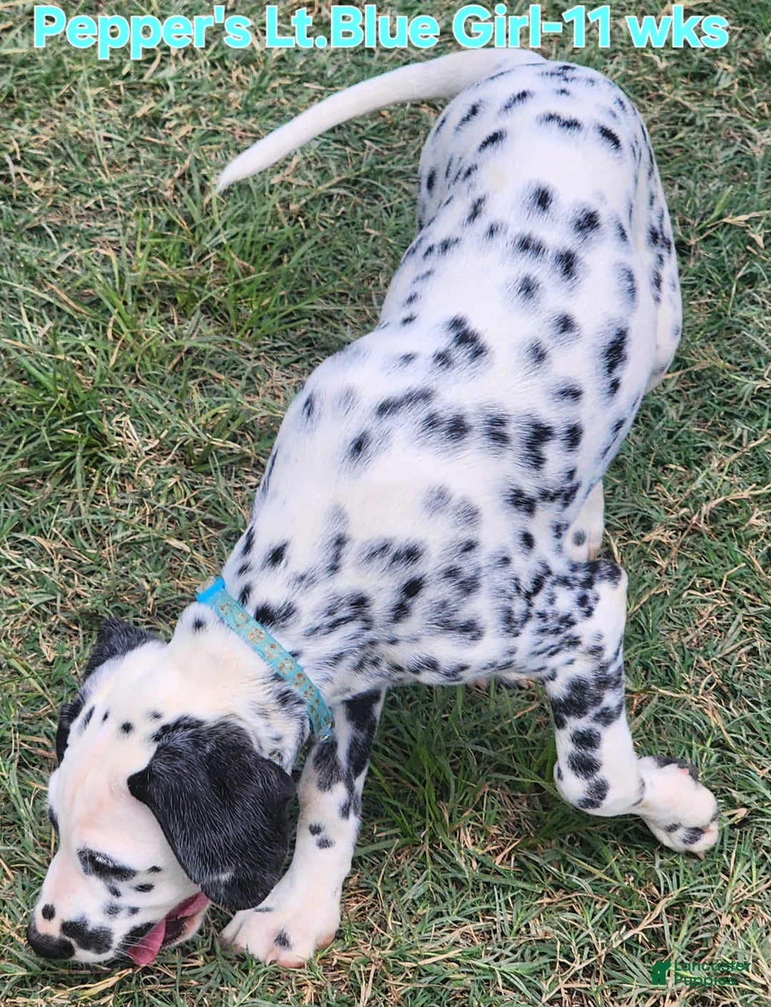 Dalmatian dogs for sale: Peppers Lt. Blue Girl - Image 6