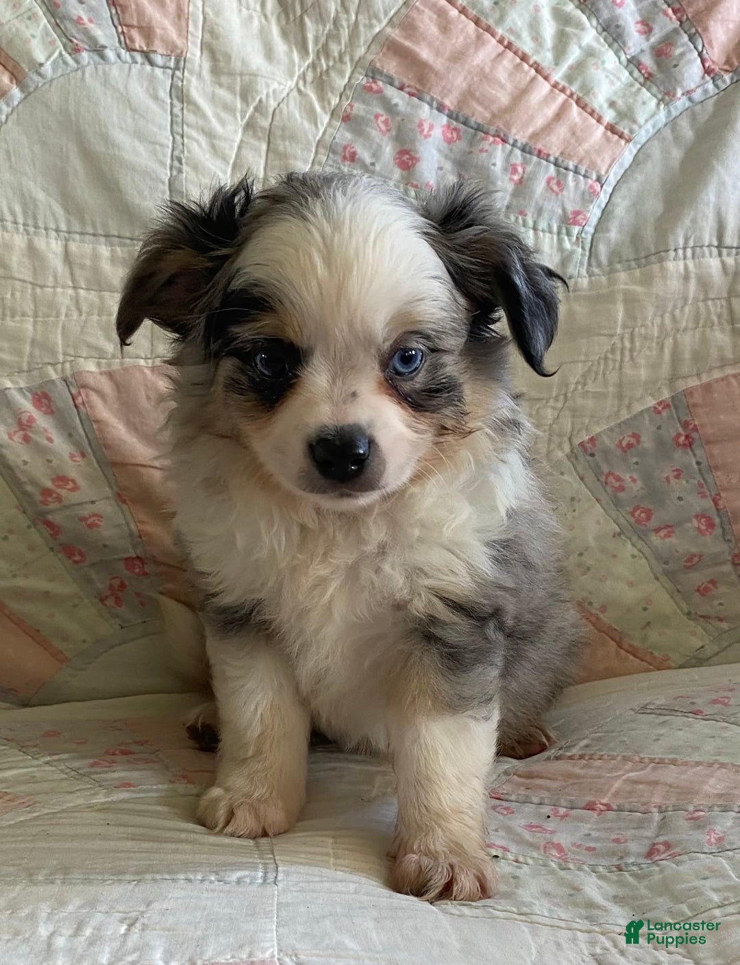 Pomchi dogs for sale: Tommy - Image 12