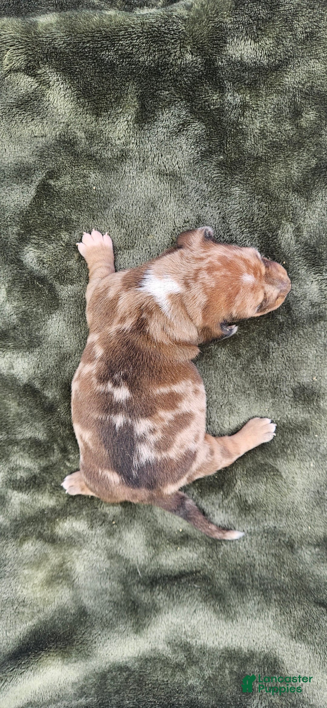 Miniature Dachshund dogs for sale: Flynn - Image 3