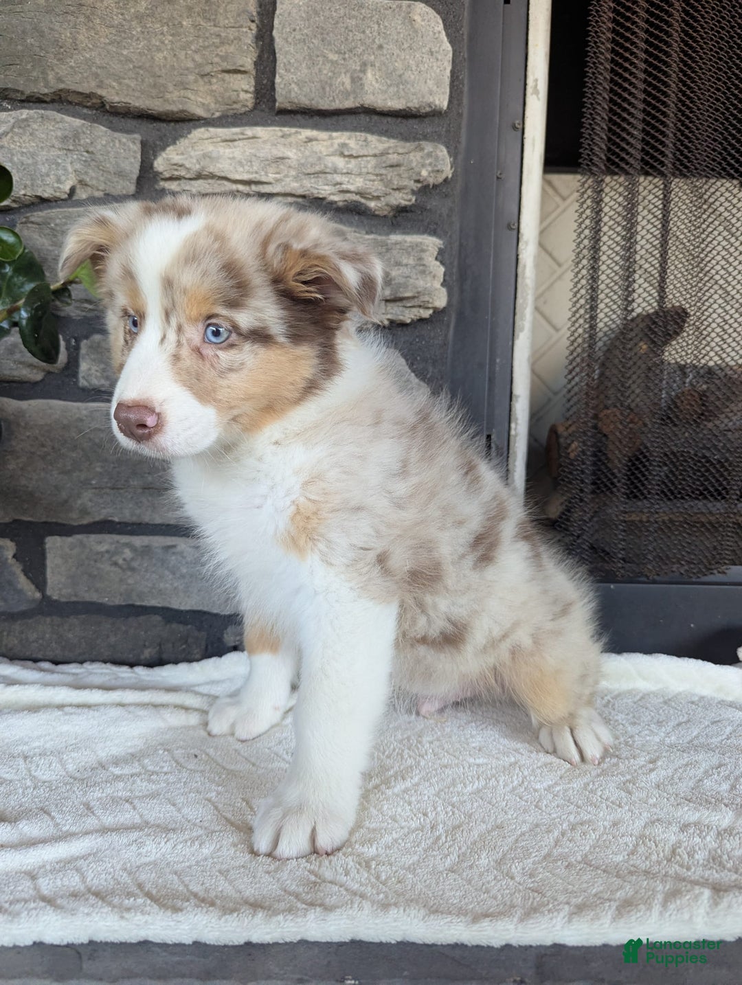 Australian Shepherd dogs for sale: Australian Shepherd 4 puppies - Image 18