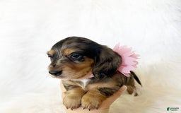 Miniature Dachshund dogs for sale: Akc Violet - Image 9