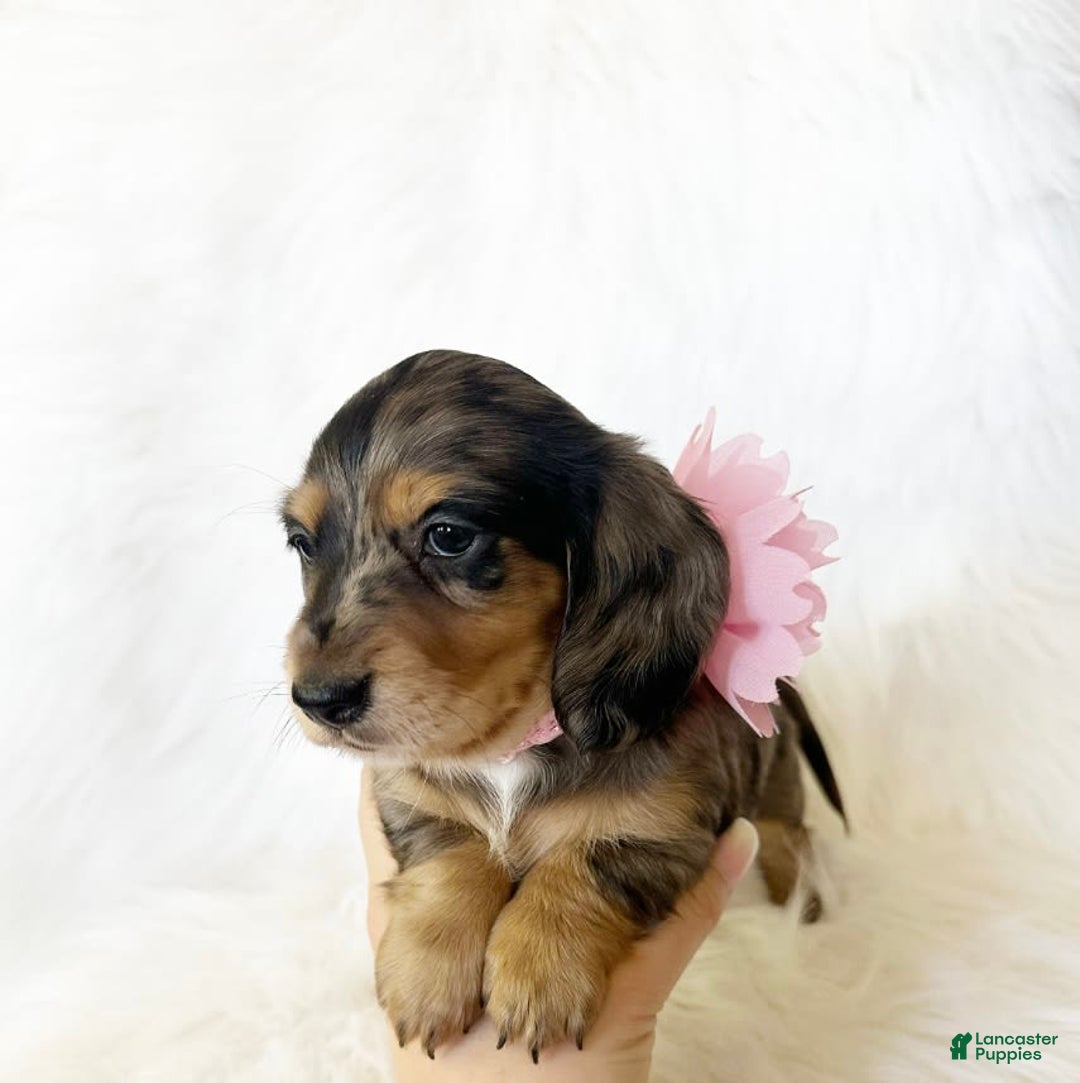 Miniature Dachshund dogs for sale: Akc Violet - Image 9