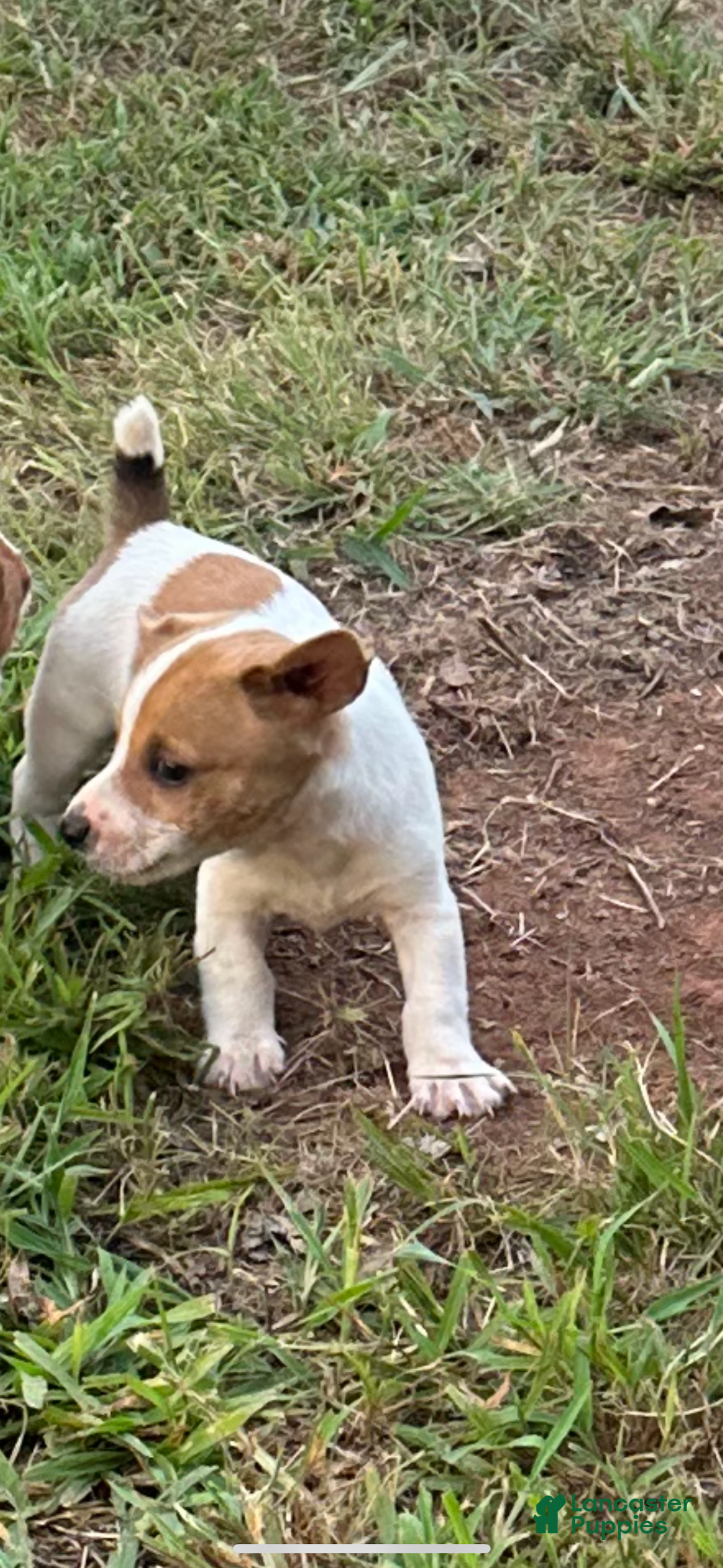 Jack Russell Terrier dogs for sale: Boy 1 - Image 2