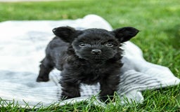 Yorkiepoo dogs for sale: Moose Tracks - Image 3