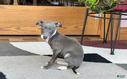 Italian Greyhound dogs for sale: Kk - Image 3