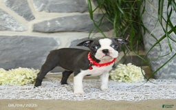 Boston Terrier dogs for sale: Windsor - Image 4