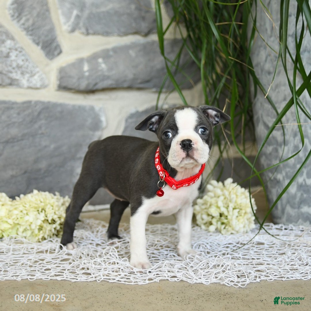 Boston Terrier dogs for sale: Windsor - Image 4