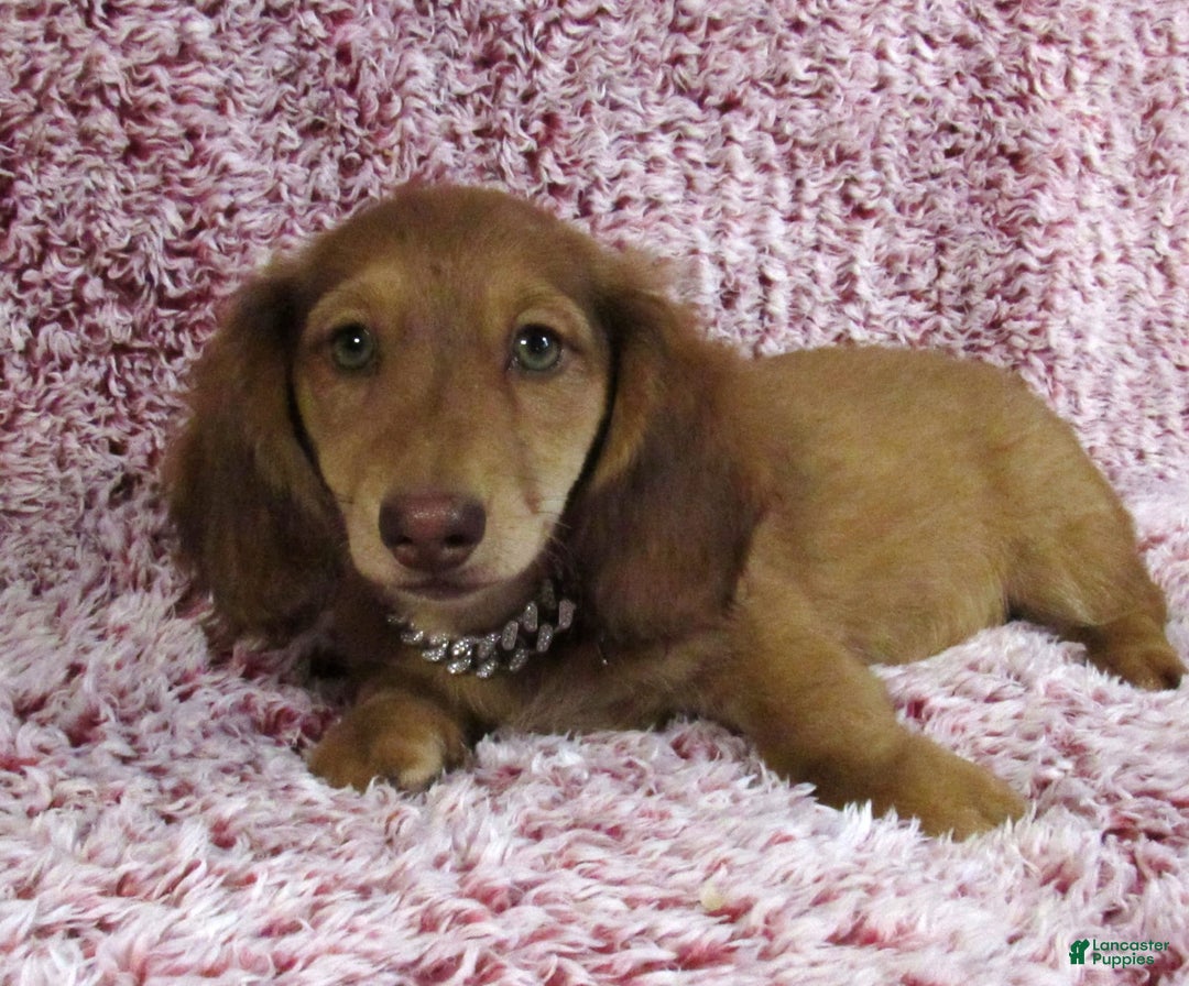 Miniature Dachshund dogs for sale: Odie -akc - Image 6