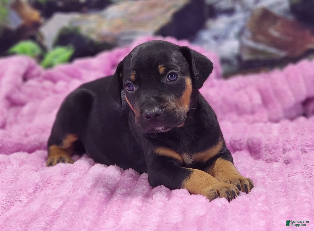 Catahoula Leopard Dog dogs for sale: Luna 2025 Female 4 - Image 7