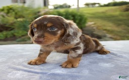 Miniature Dachshund dogs for sale: Forest - Image 6