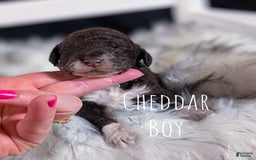Mini Bernedoodle dogs for sale: Cheddar - Image 2