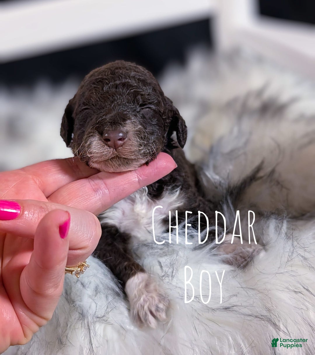 Mini Bernedoodle dogs for sale: Cheddar - Image 2