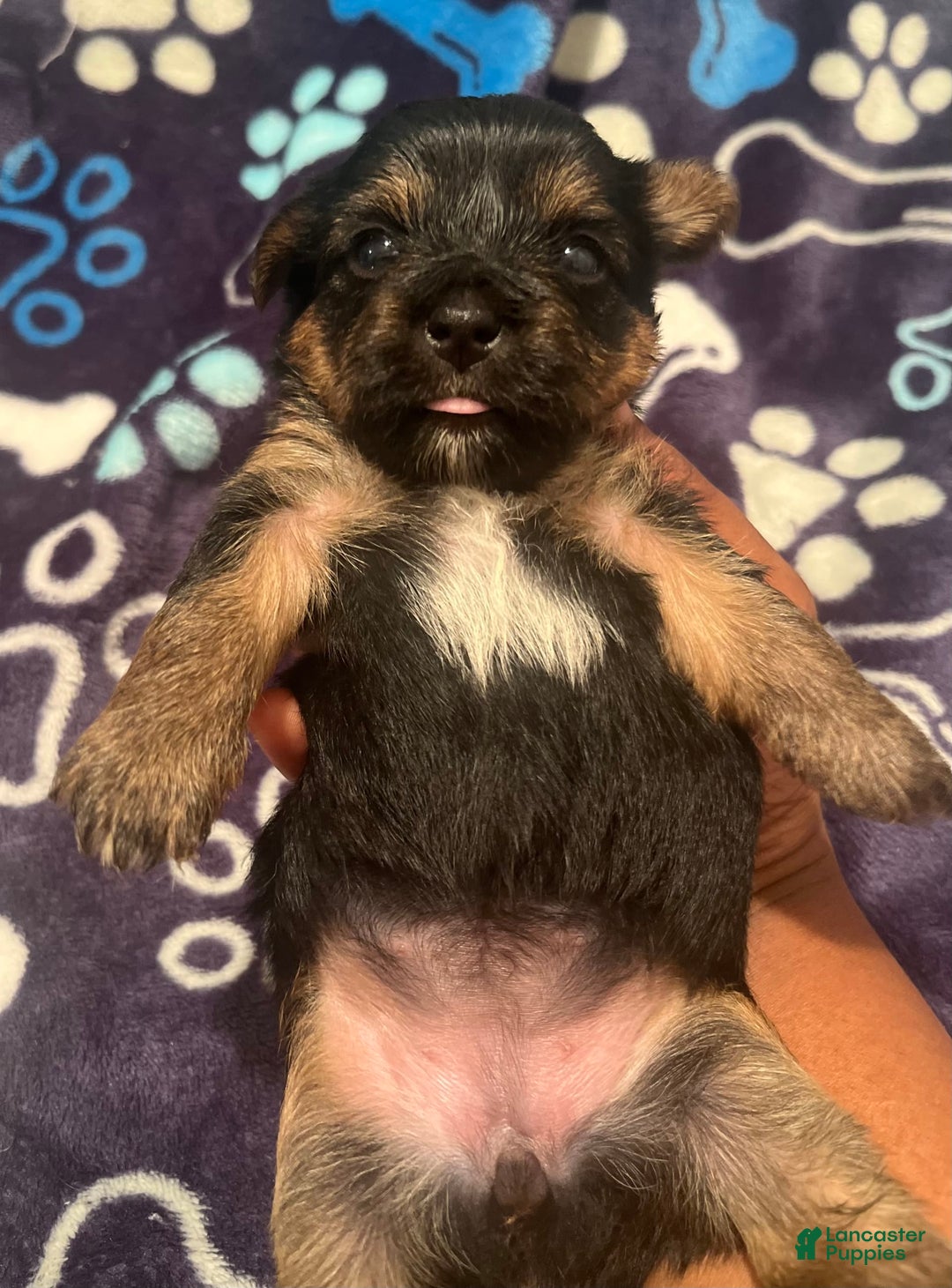 Yorkshire Terrier dogs for sale: Marcie - Image 8