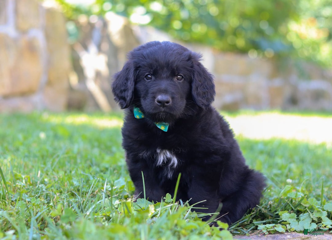Newfoundland dogs for sale: Leo - Image 10