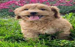 Cockapoo dogs for sale: Nellie - Image 7