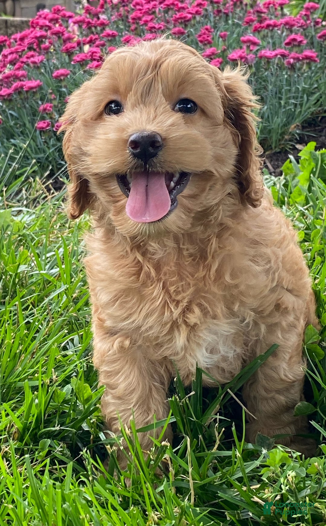 Cockapoo dogs for sale: Nellie - Image 7