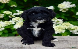 Portuguese Water Dog dogs for sale: Millie - Image 3