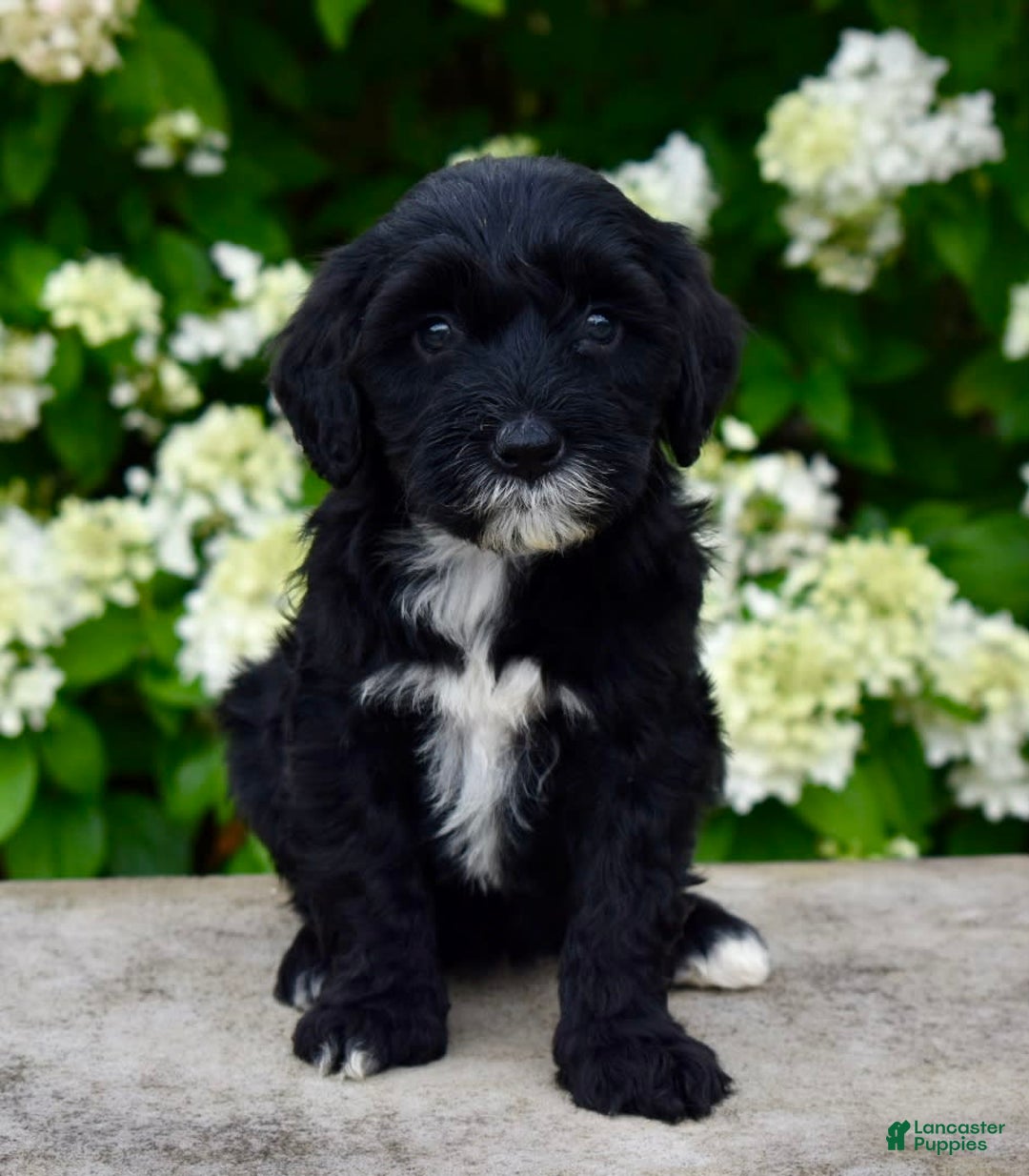 Portuguese Water Dog dogs for sale: Millie - Image 3
