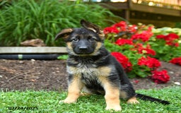 German Shepherd dogs for sale: Brandy - Image 1