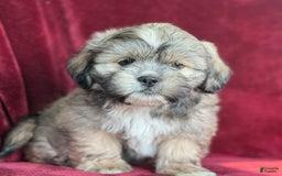 Shih Tzu dogs for sale: Dick - Image 8