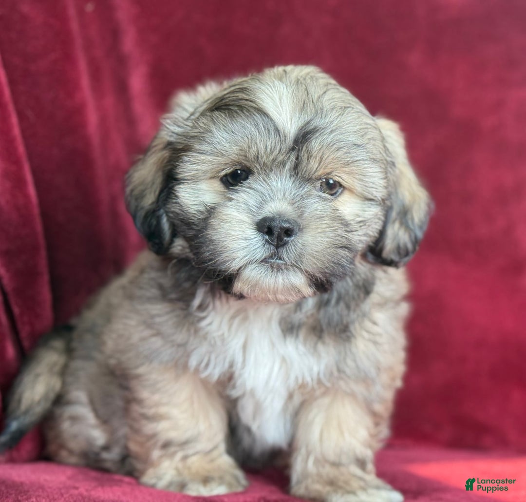 Shih Tzu dogs for sale: Dick - Image 8