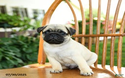 Pug dogs for sale: Bouncer - Image 1