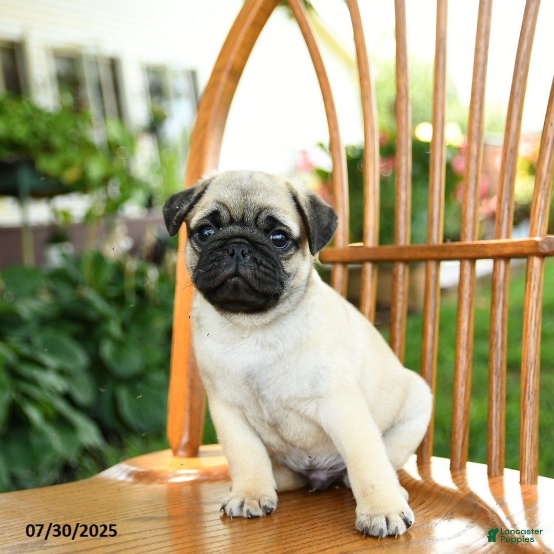 Pug dogs for sale: Bouncer - Image 1