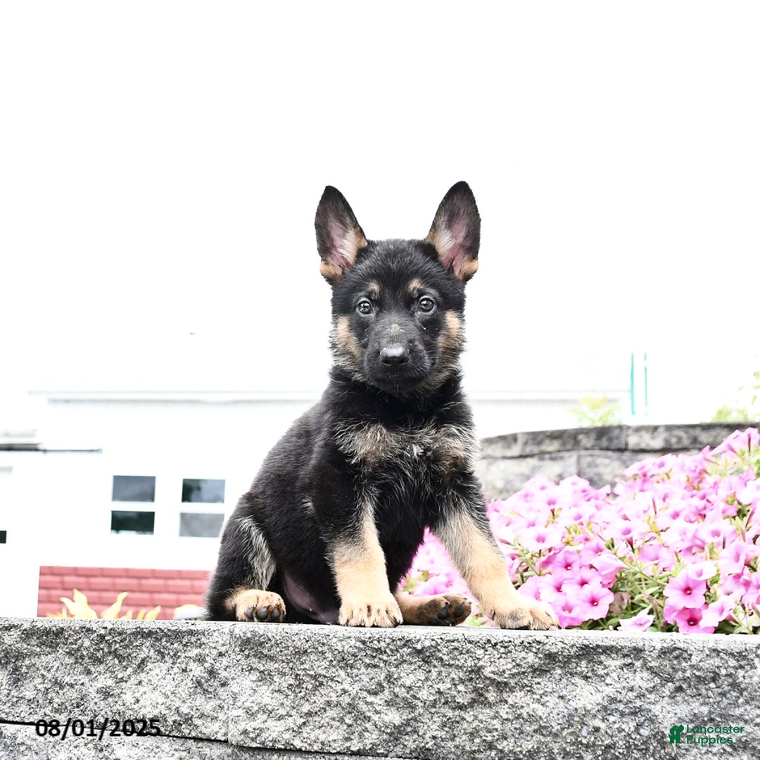 German Shepherd dogs for sale: Scooter - Image 1