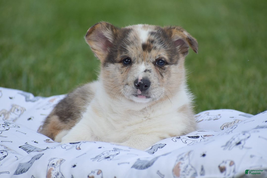 Welsh Corgi Pembroke dogs for sale: Rocco - Image 1