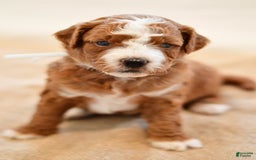 Goldendoodle dogs for sale: Rocky - Image 6