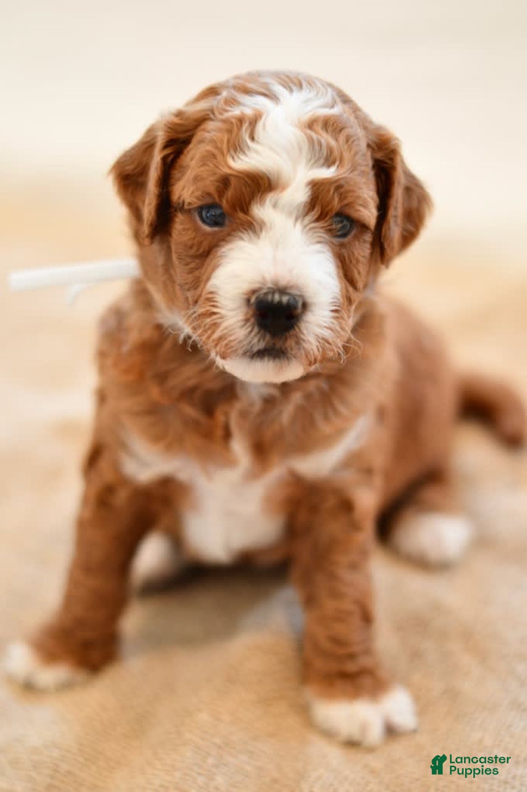 Goldendoodle dogs for sale: Rocky - Image 6