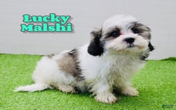 Malshi dogs for sale: Lucky - Image 4