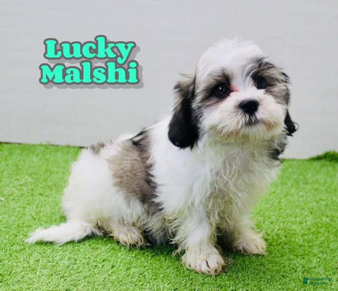 Malshi dogs for sale: Lucky - Image 4
