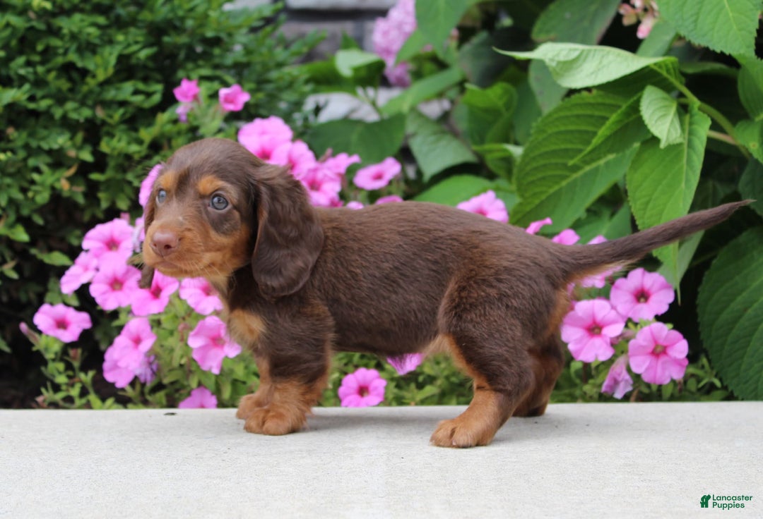 Dachshund dogs for sale: Princess - Image 4