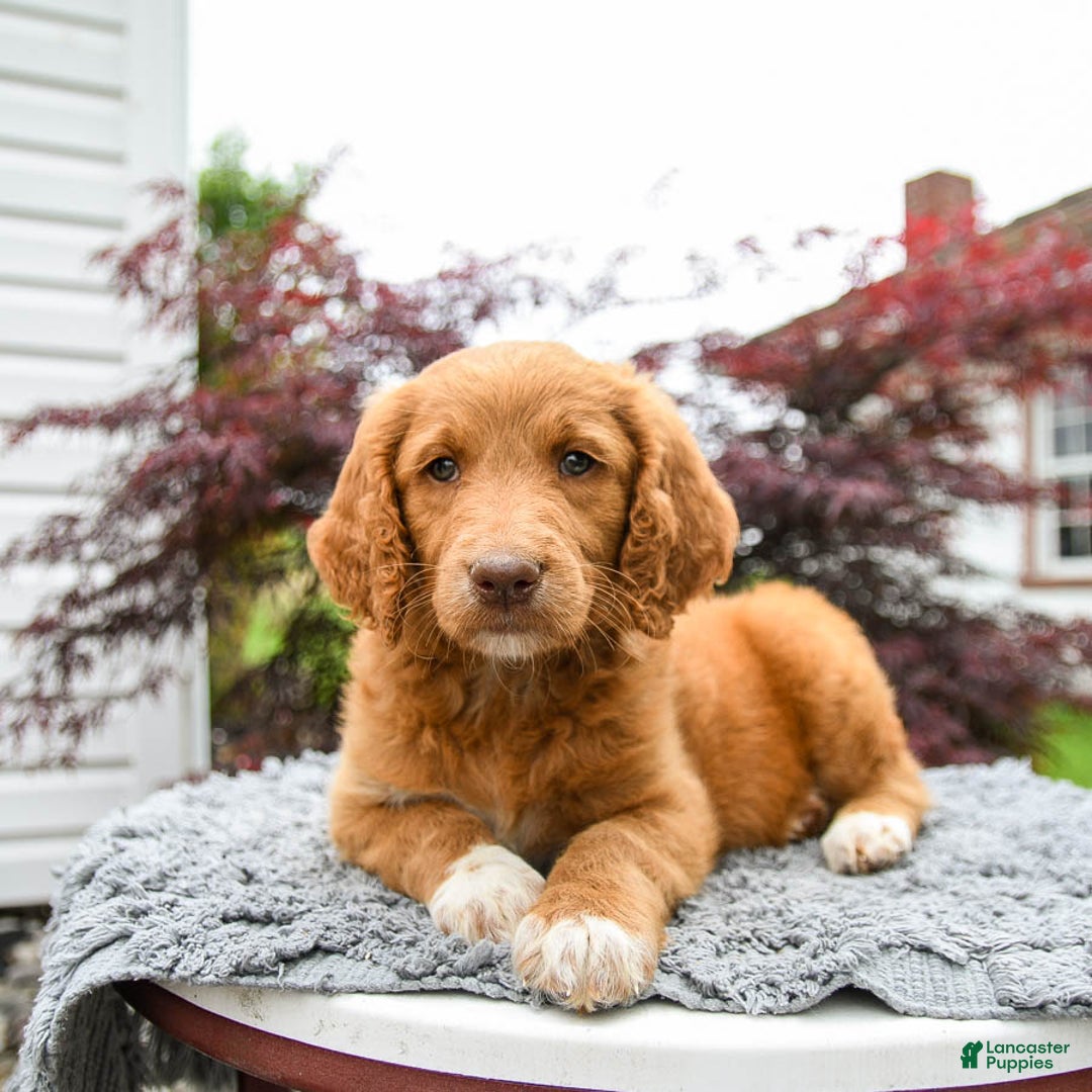 Goldendoodle dogs for sale: Cupcake - Image 5