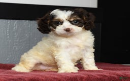 Cavapoo dogs for sale: Jenna - Image 5