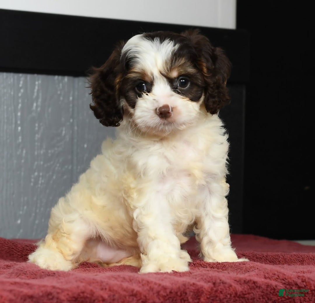 Cavapoo dogs for sale: Jenna - Image 5
