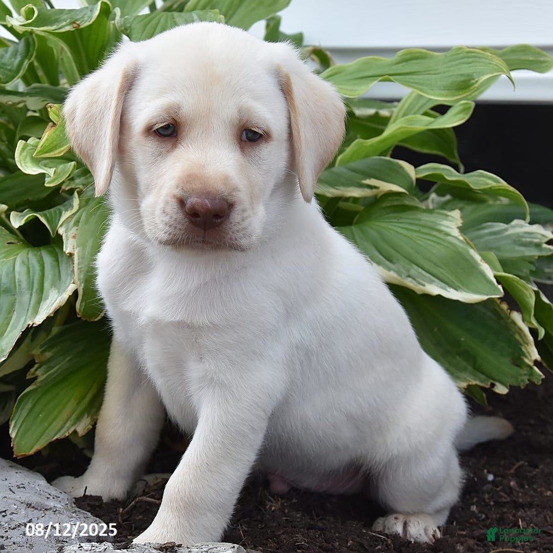 Labrador Retriever dogs for sale: Cody - Image 4