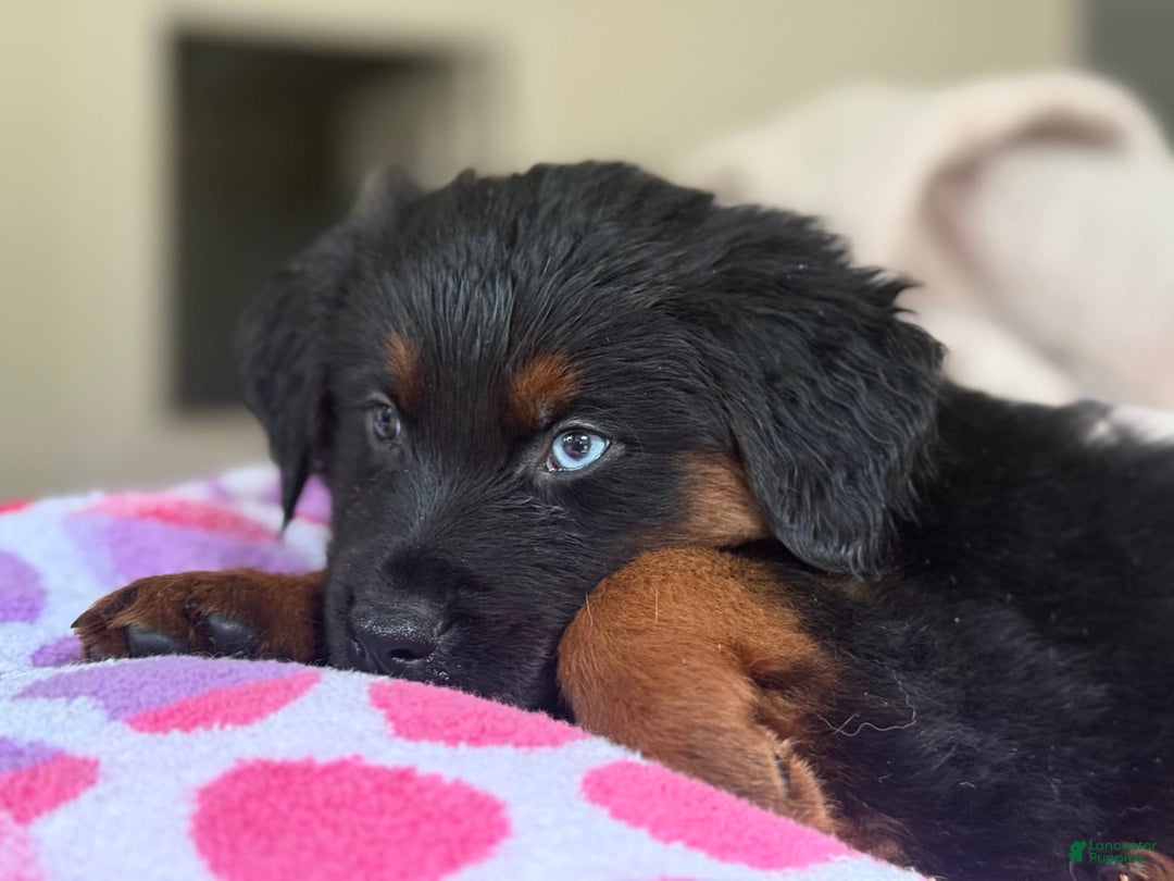 Australian Shepherd dogs for sale: Keotie - Image 7