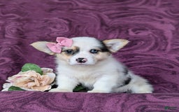 Welsh Corgi Pembroke dogs for sale: Kandee - Image 2