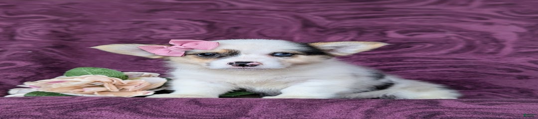 Kandee