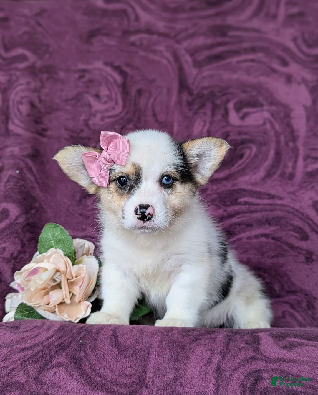 Welsh Corgi Pembroke dogs for sale: Kandee - Image 2