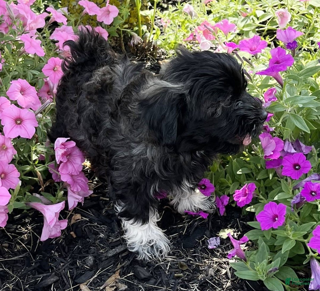 Havanese dogs for sale: Rosie - Image 2