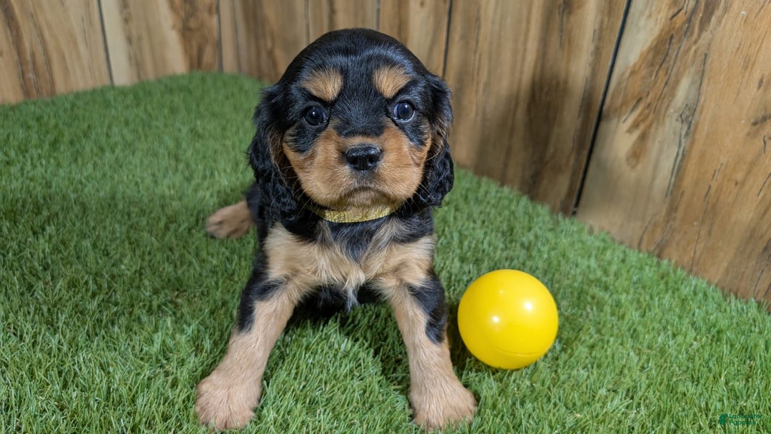 Cavalier King Charles Spaniel dogs for sale: Brin Girl 4 - Image 5