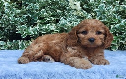 Cavapoo dogs for sale: Cavapoo 5 puppies - Image 8