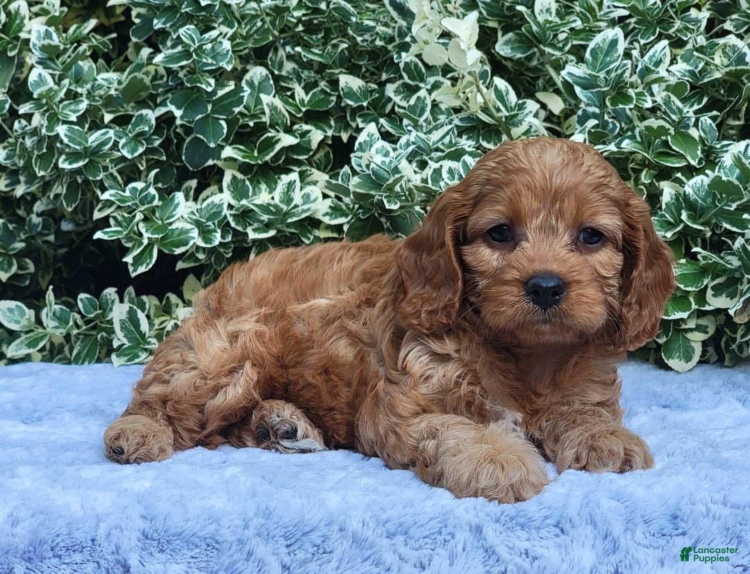 Cavapoo dogs for sale: Cavapoo 5 puppies - Image 8