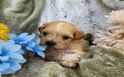 Shihpoo dogs for sale: Maverick - Image 4