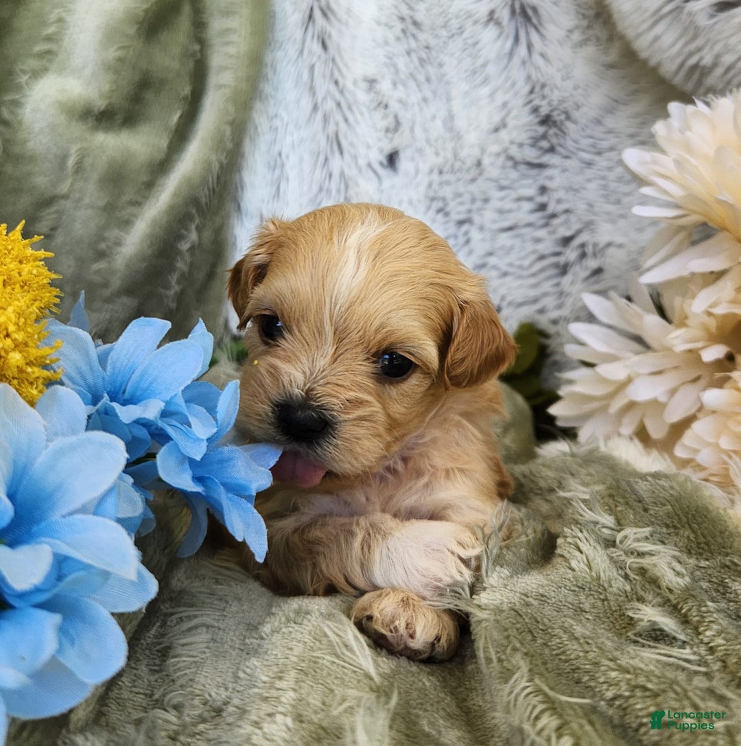 Shihpoo dogs for sale: Maverick - Image 4