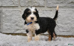 Bernedoodle dogs for sale: Farley - Image 2